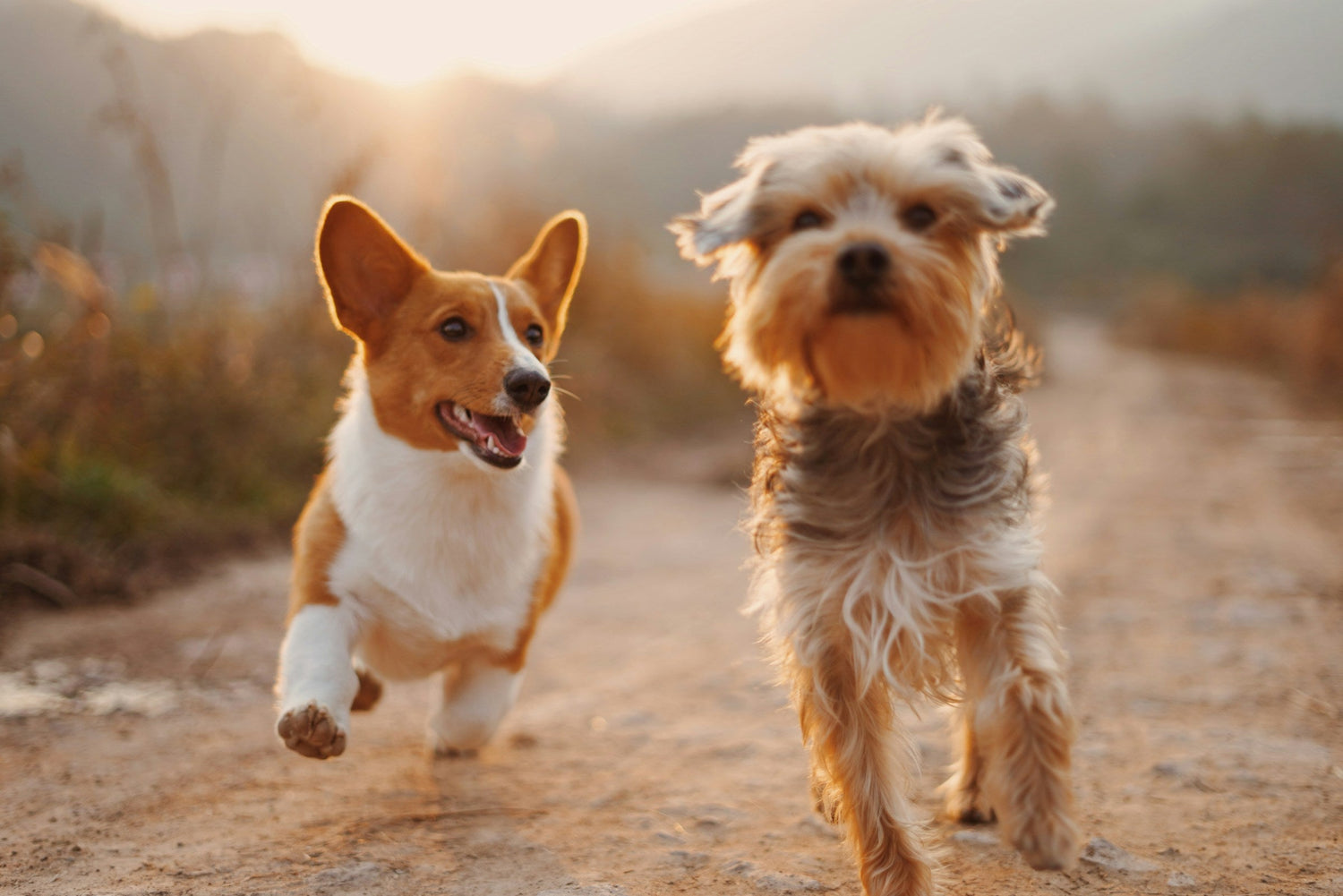 Dog Supplies